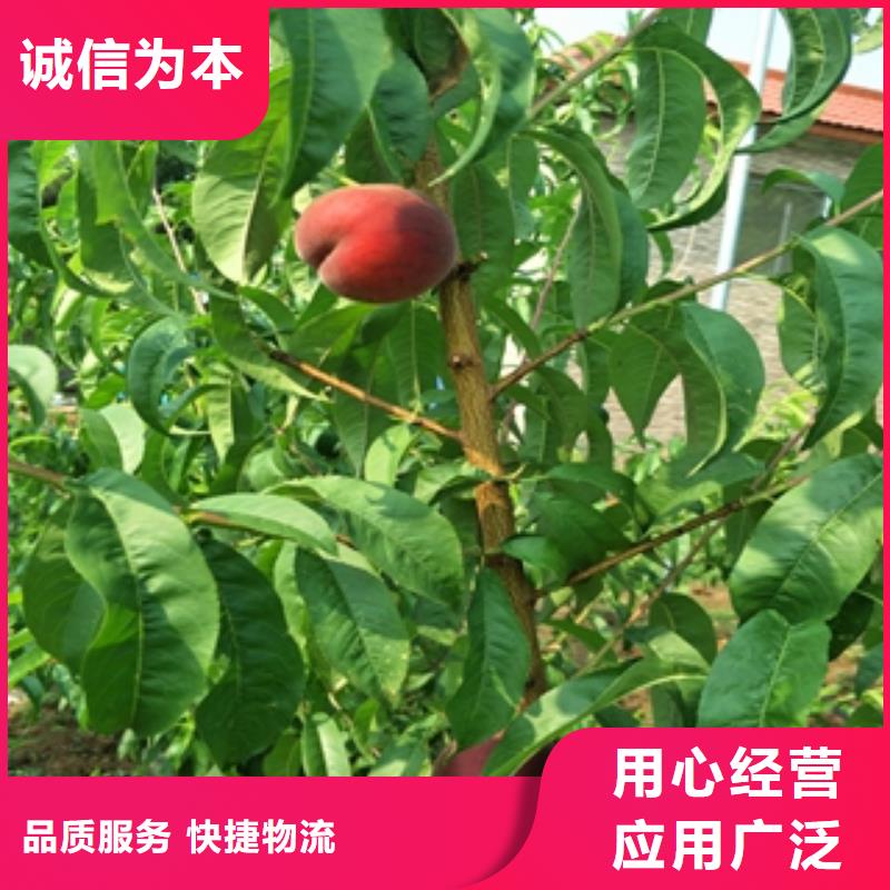 桃樹鈣果苗重信譽廠家