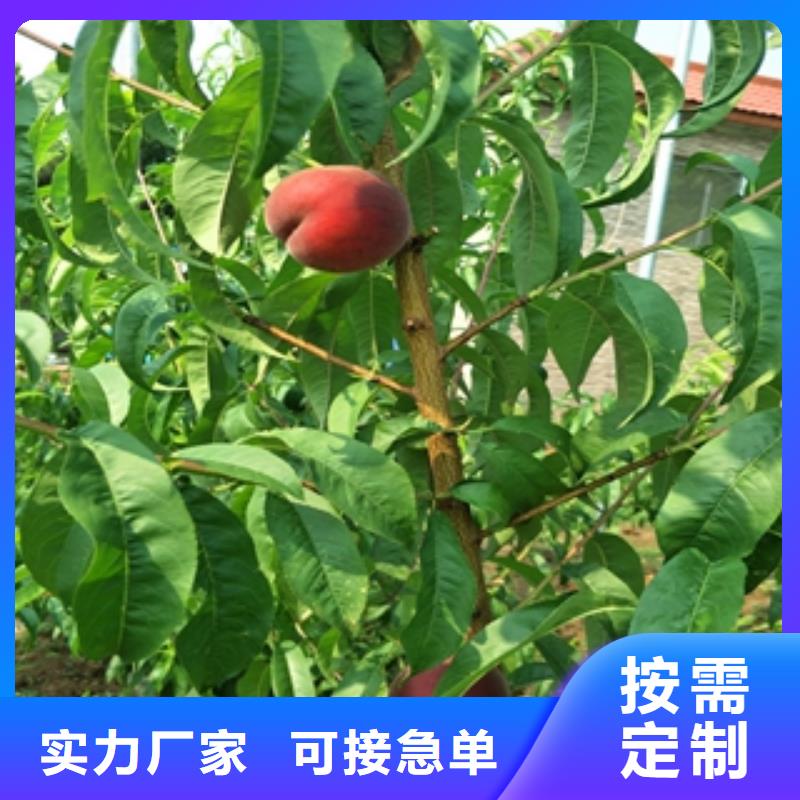 桃樹-綠化樹綠化工程免費回電
