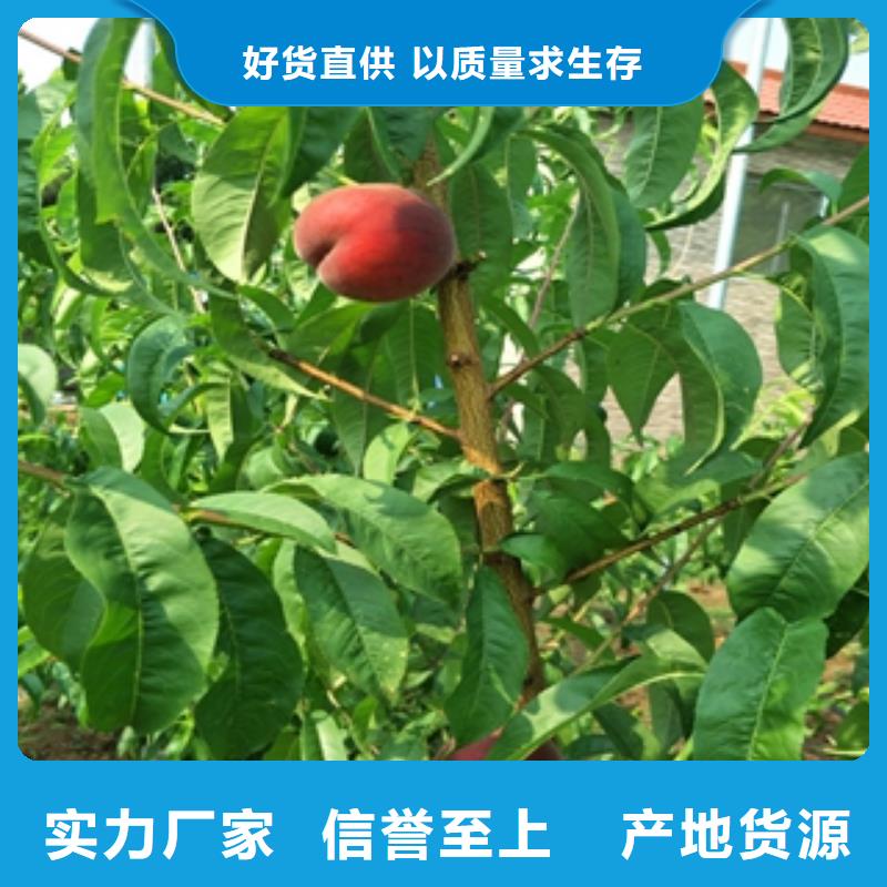 桃樹(shù)占地果樹(shù)豐富的行業(yè)經(jīng)驗(yàn)