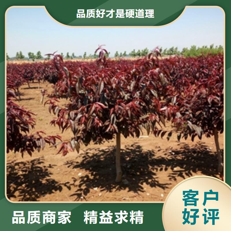 桃樹鈣果苗工期短發(fā)貨快