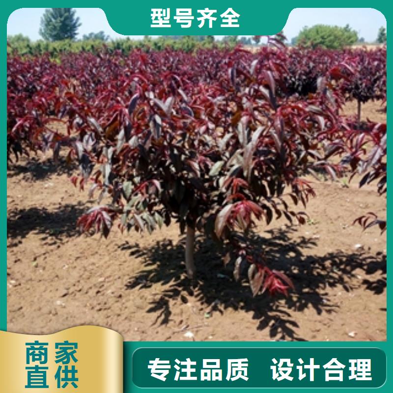 桃樹鈣果苗工期短發貨快