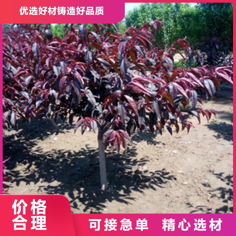 桃樹占地果樹歡迎來電咨詢
