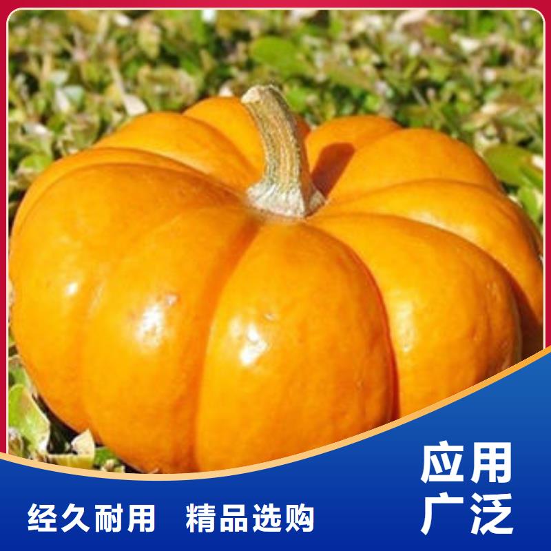 南瓜丁羽衣甘藍粉廠家