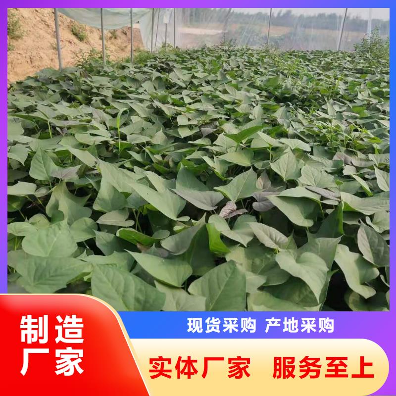 紫薯苗-【羽衣甘藍粉】質檢嚴格放心品質