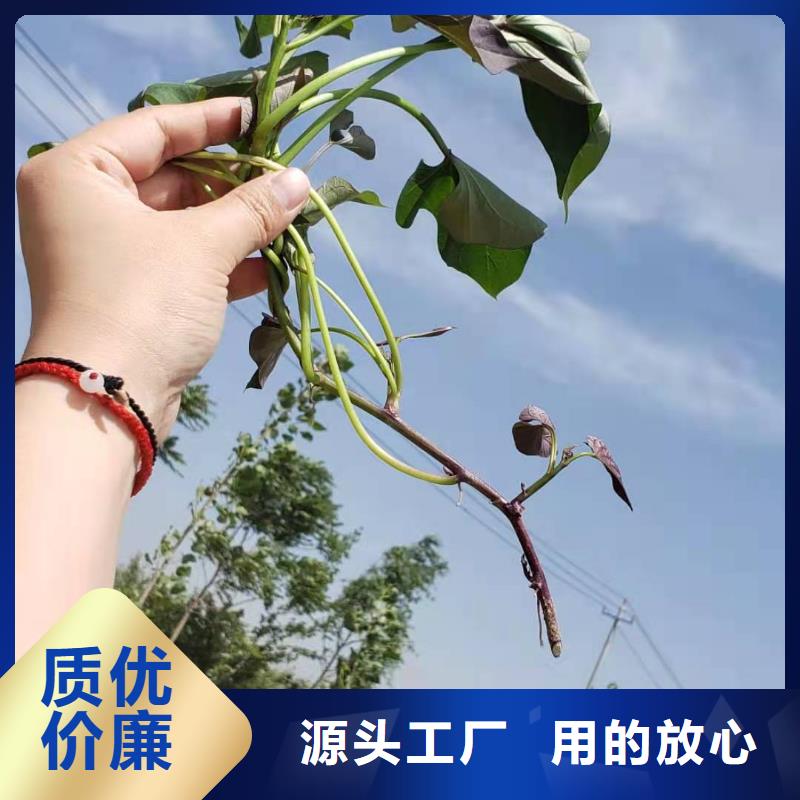 紫薯苗,羽衣甘藍(lán)粉品質(zhì)無所畏懼