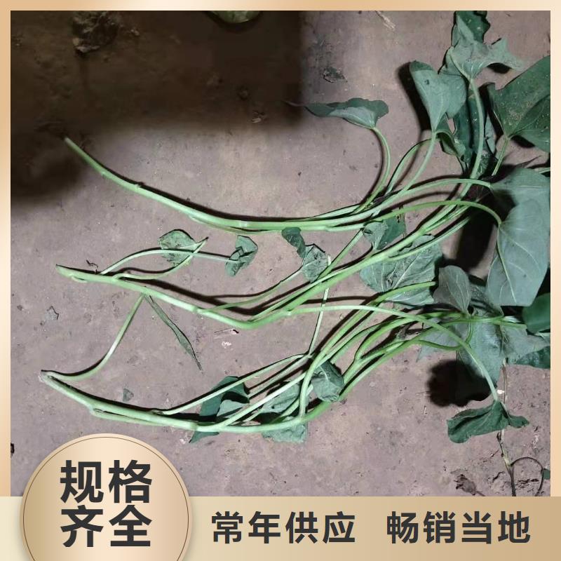 紫薯苗【紫薯雪花片】精心選材