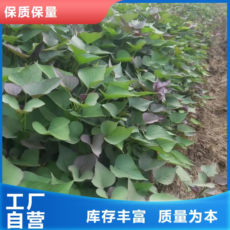 紫薯苗-【羽衣甘藍粉】質檢嚴格放心品質