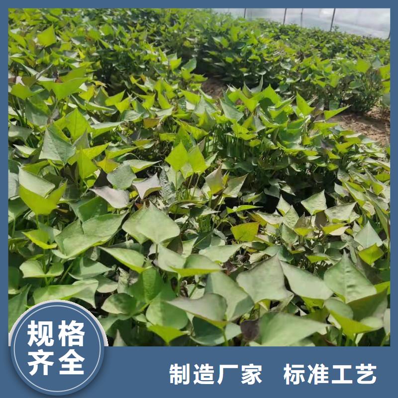 紫薯苗-【羽衣甘藍粉】質檢嚴格放心品質