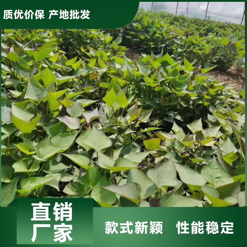 紫薯苗【紫薯雪花片】精心選材