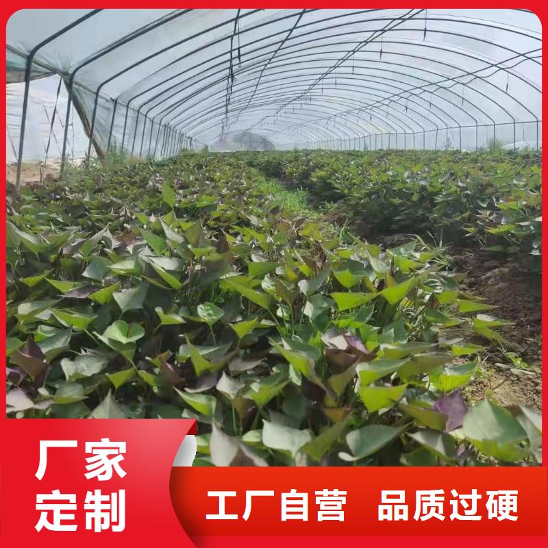 紫薯苗【紫薯雪花片】精心選材