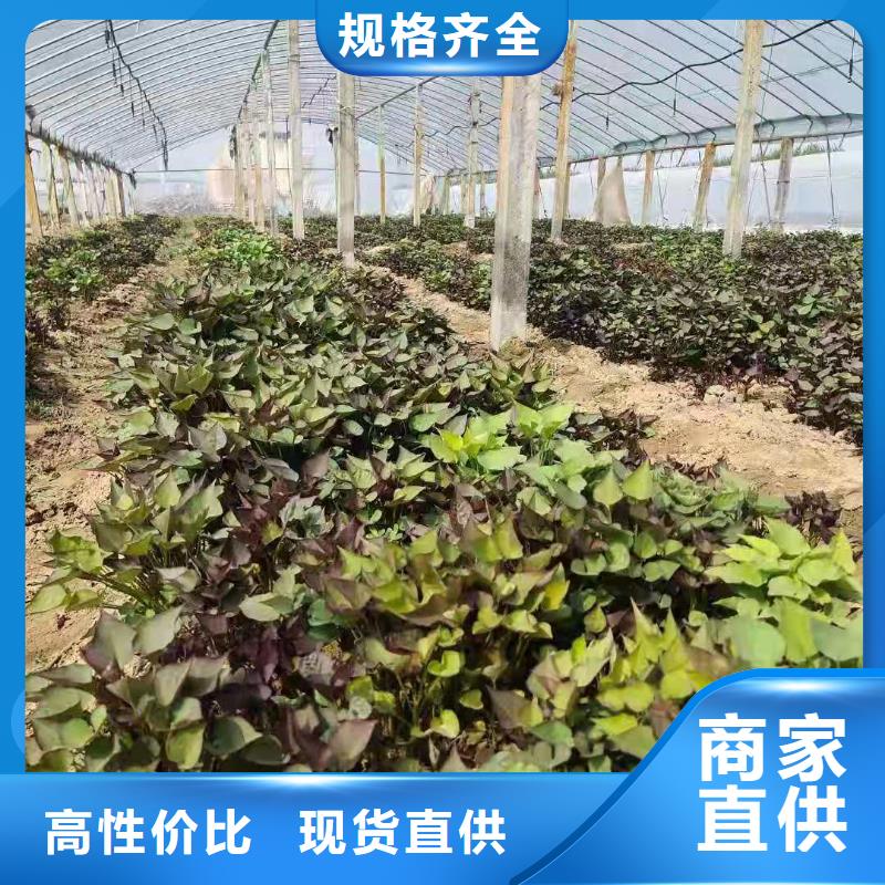 紫薯苗-【羽衣甘藍粉】質檢嚴格放心品質