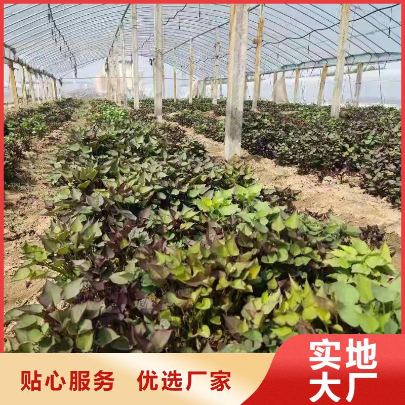 紫薯苗羽衣甘藍粉海量貨源