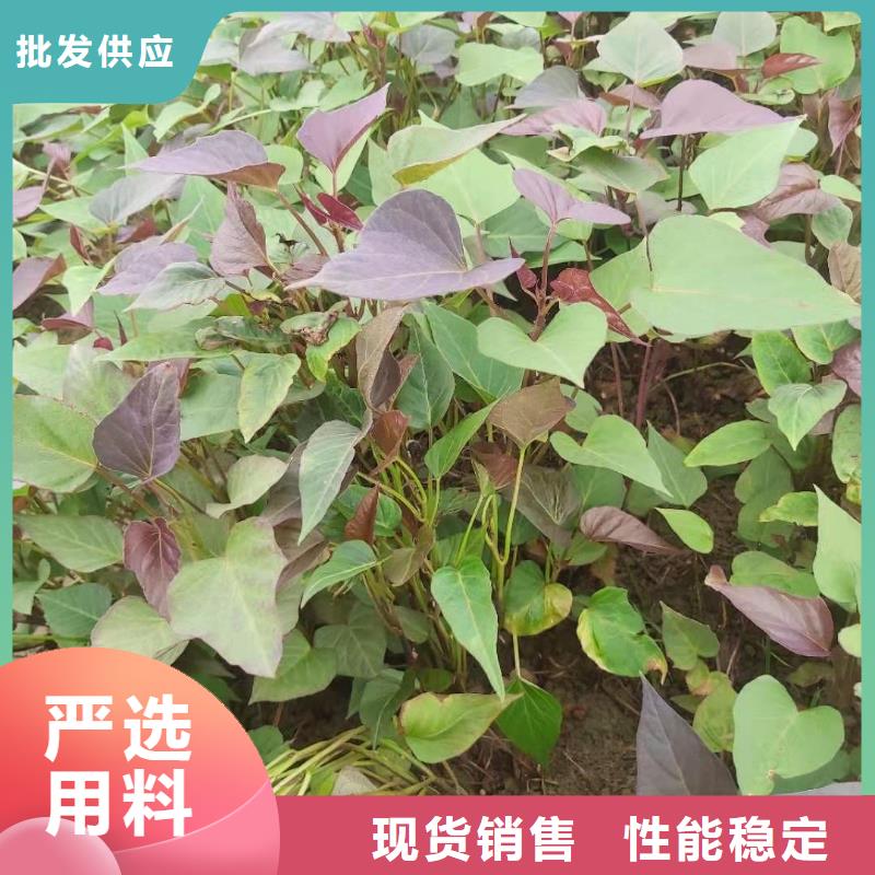 紫薯苗,羽衣甘藍(lán)粉品質(zhì)無所畏懼