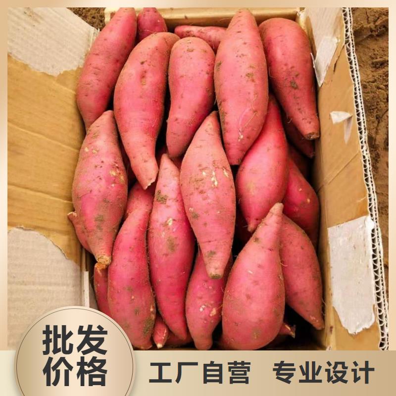 紫薯苗羽衣甘藍粉海量貨源