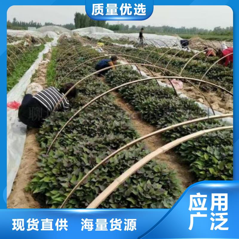 紫薯苗【紫薯雪花片】精心選材