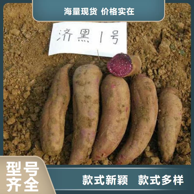 紫薯苗羽衣甘藍粉海量貨源