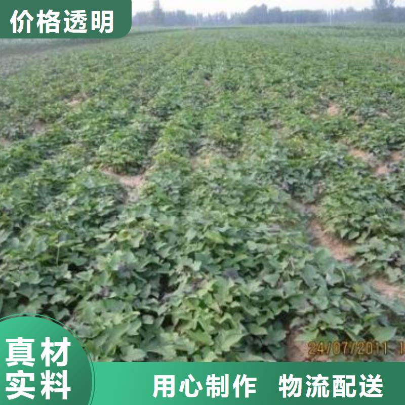 紫薯苗-【羽衣甘藍粉】質檢嚴格放心品質