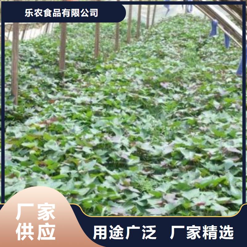 紫薯苗-【羽衣甘藍粉】質檢嚴格放心品質