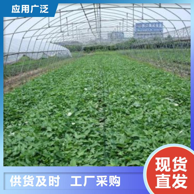 紫薯苗-【羽衣甘藍粉】質檢嚴格放心品質