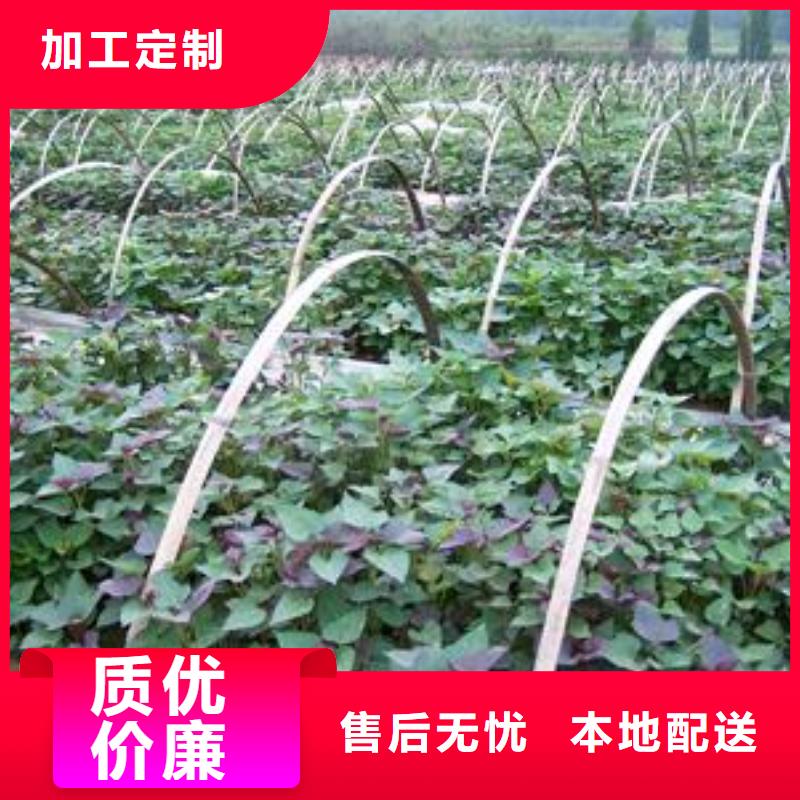 【紫薯苗】紅薯粉廠家品質卓越