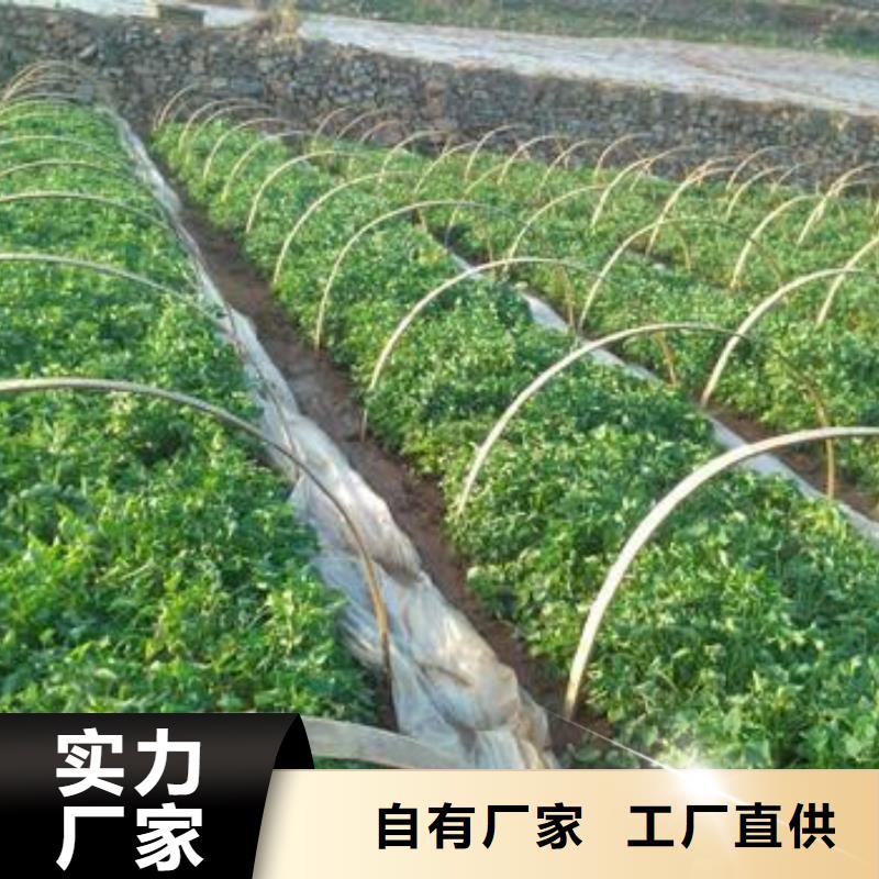 紫薯苗-【羽衣甘藍粉】質檢嚴格放心品質