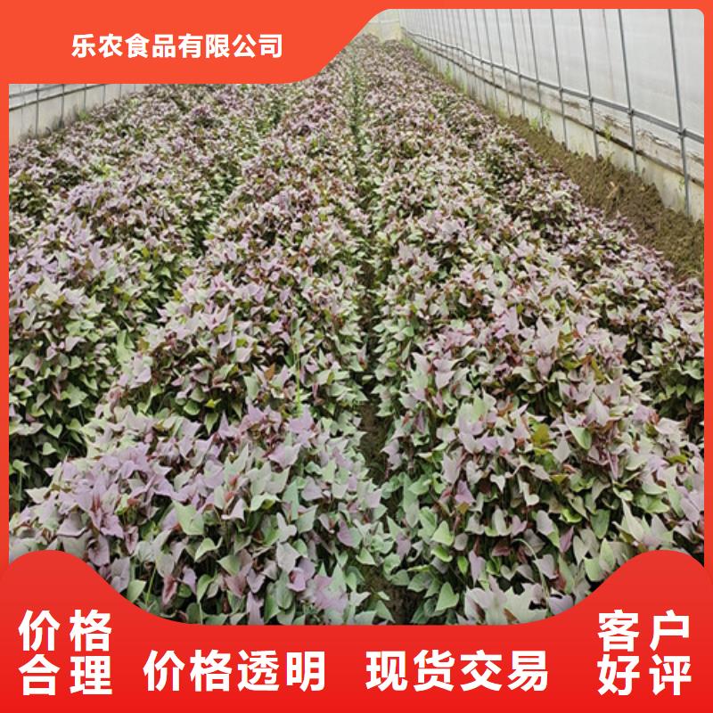 紫薯苗羽衣甘藍粉海量貨源