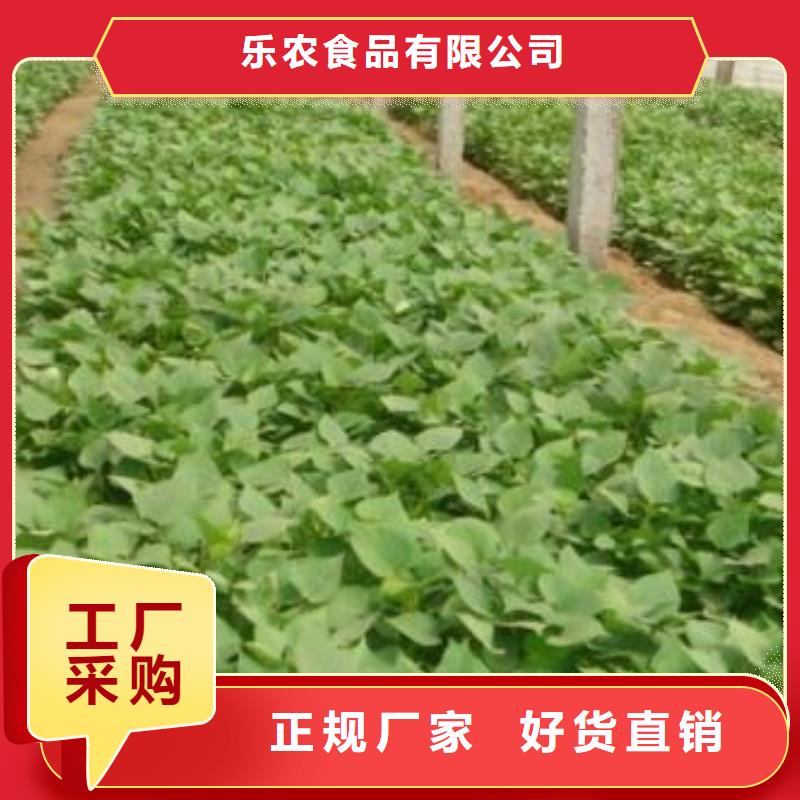 紫薯苗羽衣甘藍粉海量貨源
