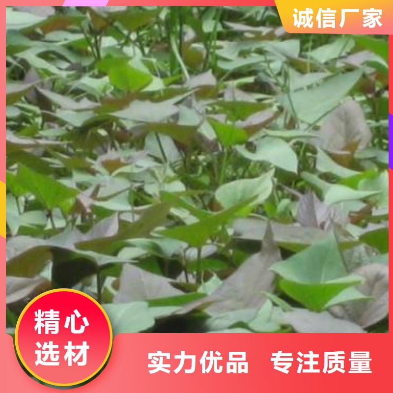 紫薯苗羽衣甘藍粉海量貨源