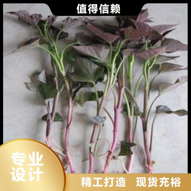紫薯苗羽衣甘藍粉海量貨源