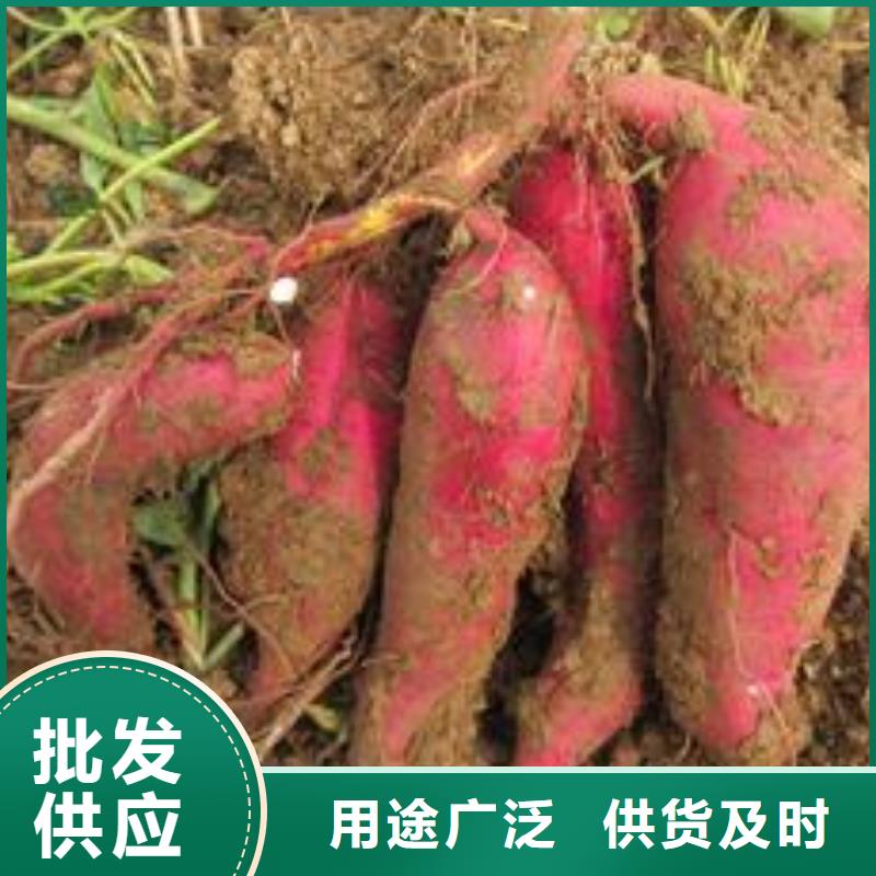 紫薯苗羽衣甘藍粉海量貨源
