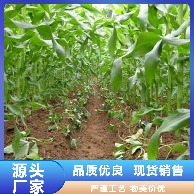 紫薯苗羽衣甘藍粉海量貨源