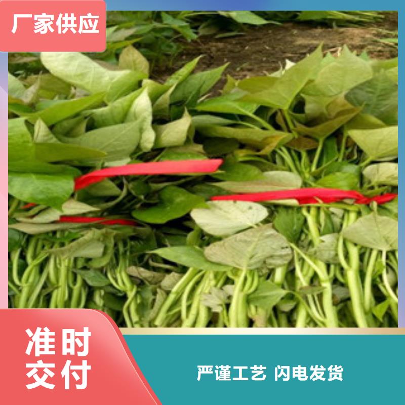 紫薯苗羽衣甘藍粉海量貨源
