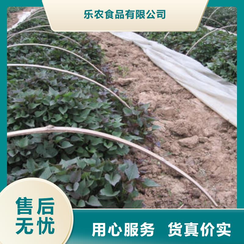 紫薯苗羽衣甘藍粉海量貨源