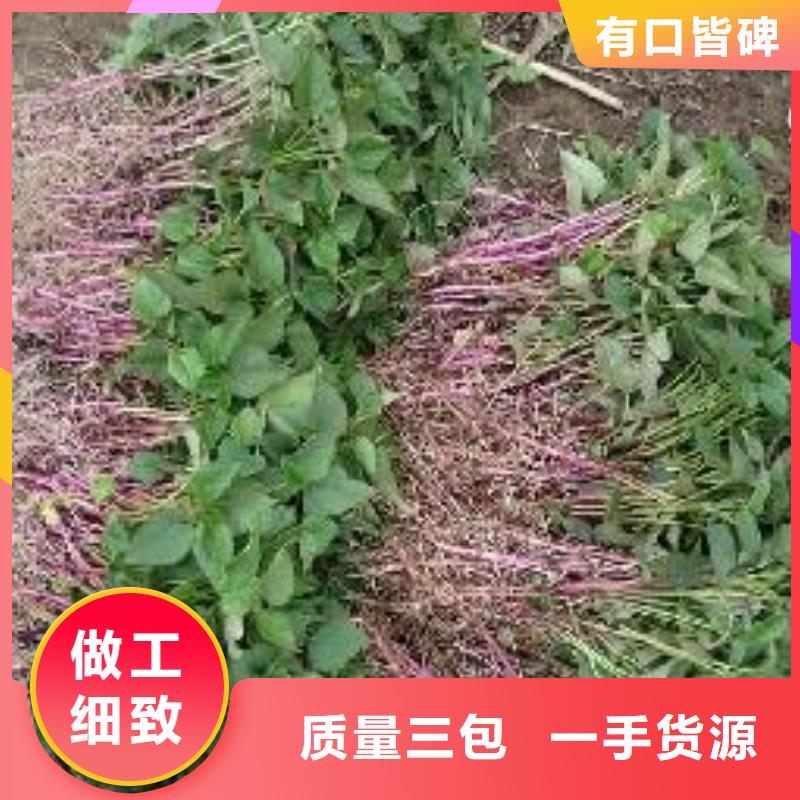 安徽省订购【乐农】紫薯苗子图片