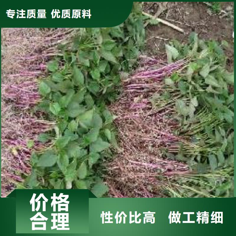 本地{乐农}济黑2号紫薯苗种植方法