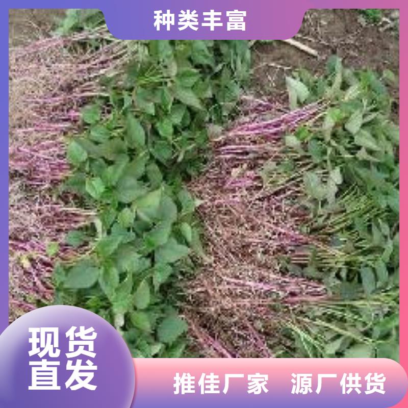 咨询{乐农}鲜食型紫薯苗2024新苗上市