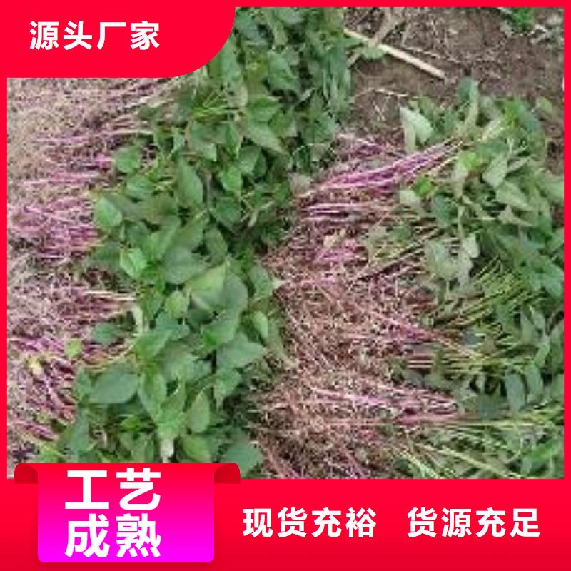 现货批发乐农鲜食型紫薯苗种植厂家