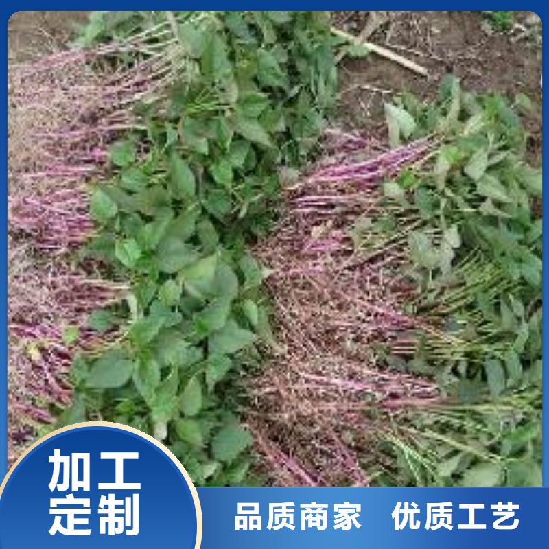 (乐农):紫红薯苗2024新苗上市价格低-