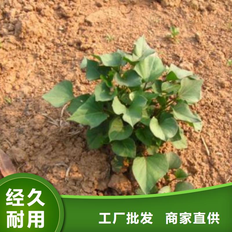 东风8号紫薯苗专业合作社_乐农食品有限公司