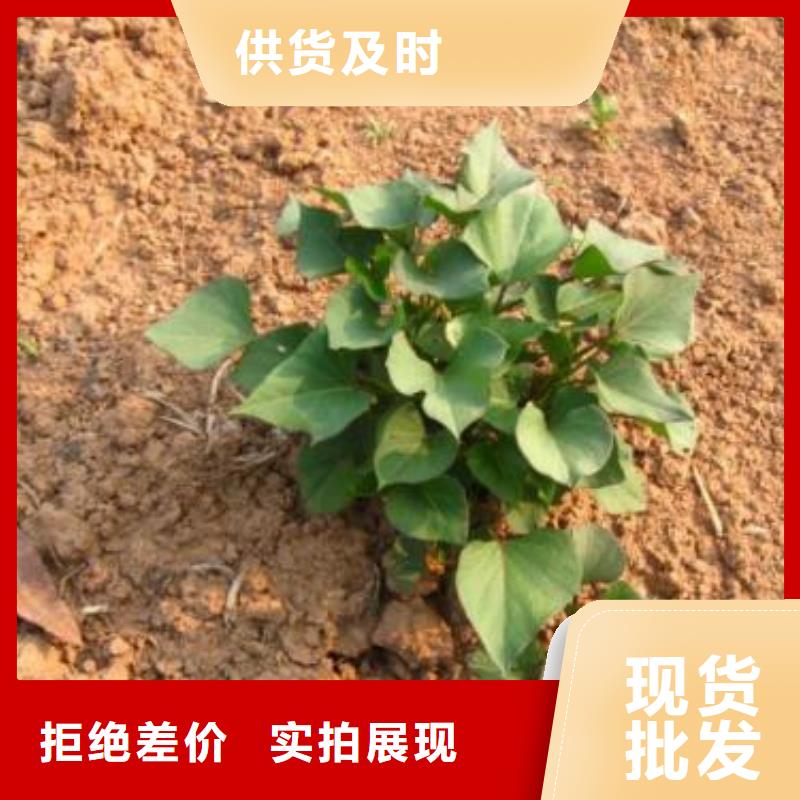 安徽省买《乐农》紫薯苗子图片