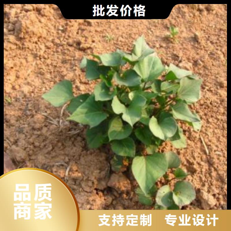 广东省现货充足《乐农》鲜食型紫薯苗多少钱一棵