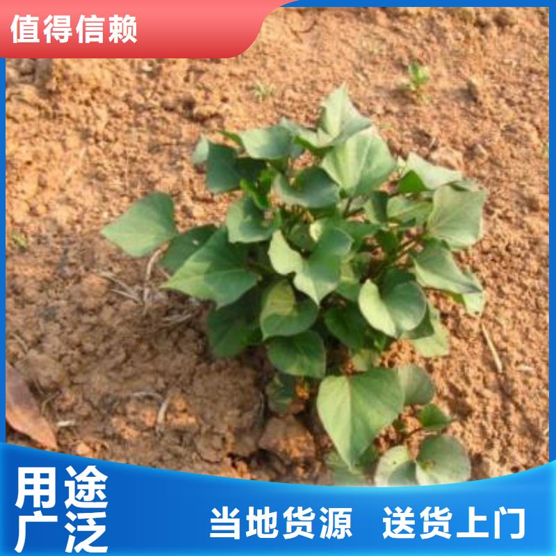 湖北省购买<乐农>紫薯苗（济黑2号）种植厂家