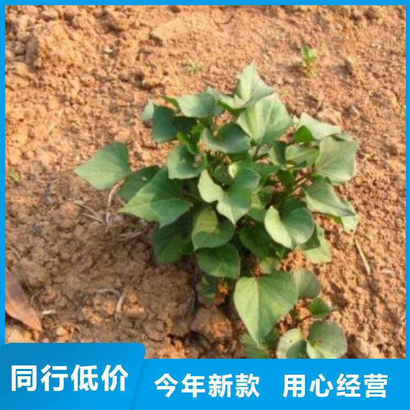 湖北省满足多种行业需求(乐农)紫薯苗（济黑2号）种植厂家