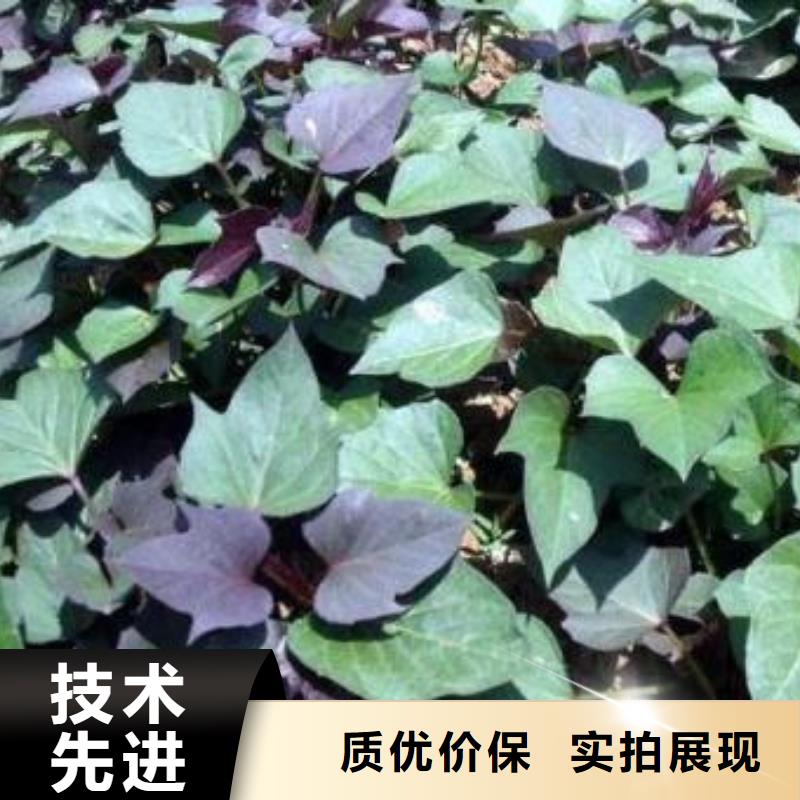 咨询{乐农}鲜食型紫薯苗2024新苗上市