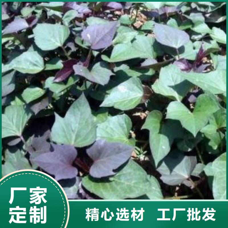 青海省买<乐农>鲜食型紫薯苗批发