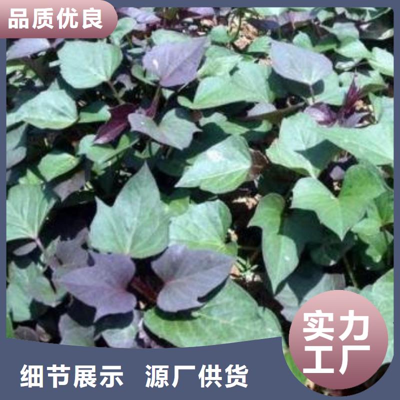 安徽省品质保障价格合理《乐农》紫地瓜苗子什么时候种