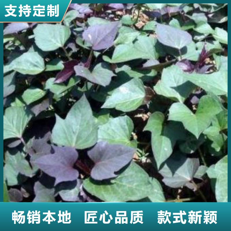 直供(乐农)济黑1号紫薯苗免费指导栽培