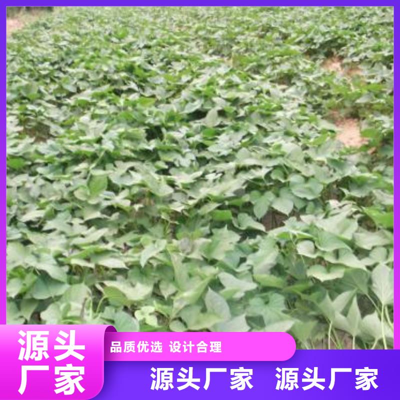 厂家[乐农]紫薯苗（绫紫）图片