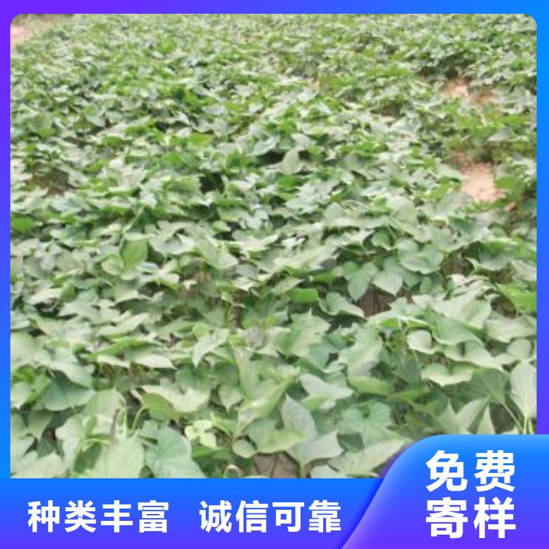 批发《乐农》济黑2号紫薯苗品种繁多