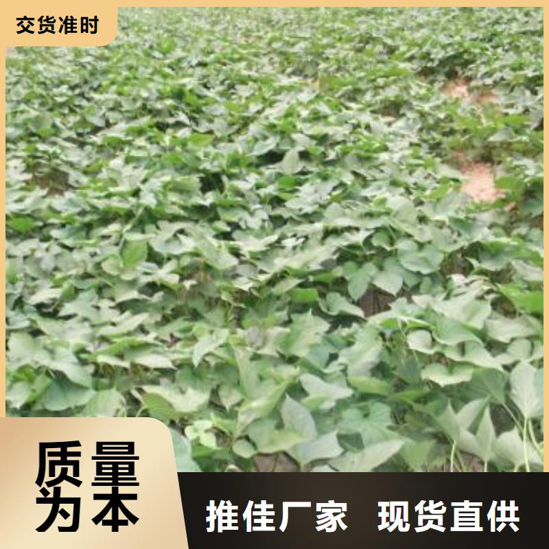 生产加工《乐农》鲜食型紫薯苗种植基地